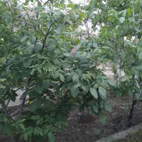 سرایدار آشنایی با کار باغبانی