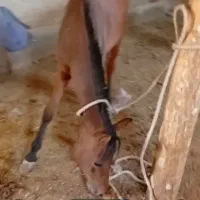 کره مادیان ۱سال