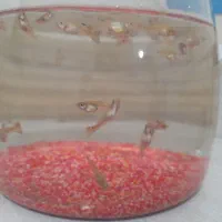 بچه ماهی گوپی