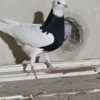 طوق سیاه واکسی یه پره