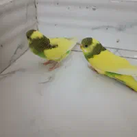 مرغ عشق