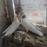 کبوتر پاکستانی