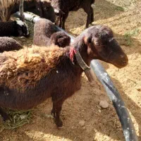 میش دوقلو زا درجه یک