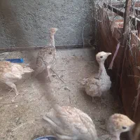 بوقلمون با جوجه های دوماهه