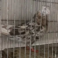 ماده زرد سرور سرو کله دار