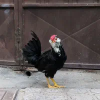 جوجه مرغ گلین طوسی مشکی