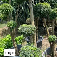نگهبانی گلخانه