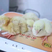 دستگاه جوجه‌کشی تمام‌اتوماتیک - خانگی تا صنعتی|لوازم جانبی حیوانات|تهران, نصرت|دیوار