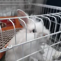 خرگوش لوپ هلندی