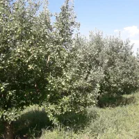 سیب اجاره ای