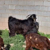 بزغاله نر تخمی