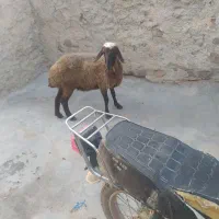 گوسفند