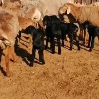 گوسفند چینی میش عربی بره دار مطفل قندوزی