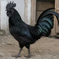 قربانی خروس سیاه