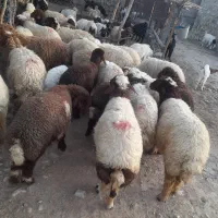 بره شیری درجه یک
