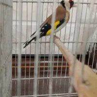 سهره ماده چونه نقطه ای