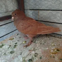 کبوتر جوجه