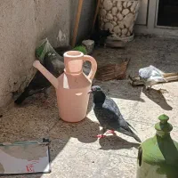 کفتر|پرنده|فولادشهر, B4|دیوار