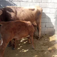 گاو و گوساله نر جنس