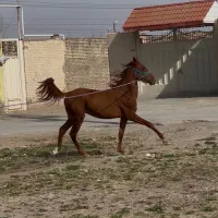 مادیان‌ها با سلامت کامل و کره‌ها با بهترین تغذیه