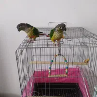 طوطی|پرنده|پرند, فاز ۵|دیوار