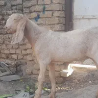 بزغاله پاکستانی. نربز.بزغاله گلابی