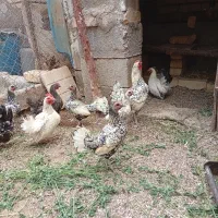 مرغ و خروس سبرایت