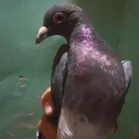 سه عدد کبوتر ۱ میلیون