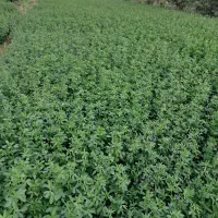 یونجه شاهی
