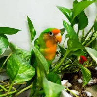 کوتوله فوق دستی