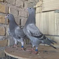 جوجه زاجر