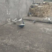 کبوتر