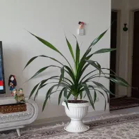 گل پاندانوس