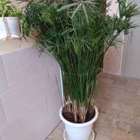 گل مرداب ۳ساله
