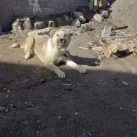 دوتا سگ خراسانی نر