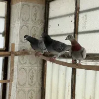 کفتر پلاکی مسافتی