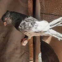 کفتر کله سبز نر پرشی جفتگاه