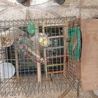 عروس هلندی
