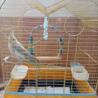 عروس هلندی با قفس