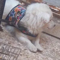 واگذاری سگ پشمالواشپیتزشناسنامه دار