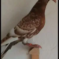 4تا میلومنز