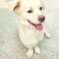 سگ پا کوتاه