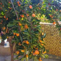 یک-باب-ساختمان-در-شش-بهره-ی-علیا