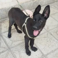 سگ ژرمن