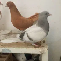 کبوتر|پرنده|اردبیل, |دیوار