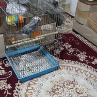 یک کاسکو سخنگو با انرژی و سرحال