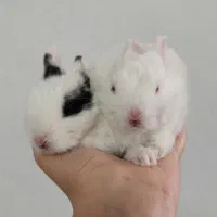 بچه خرگوش