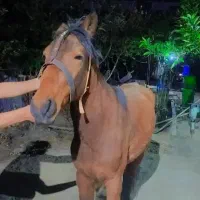 کره اسب یک ساله سرحال