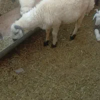 بره