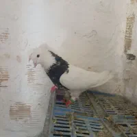 کبوتر رنگی